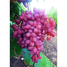 Саджанець Agro-Market Виноград Велес (кишмиш, ранній термін дозрівання, грона дуже великі, вагою до 1500 г) 1 шт. в упаковці (19805) - мініатюра 3