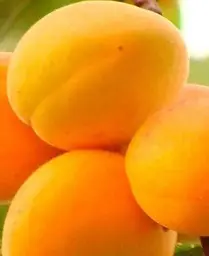 Саджанець Agro-Market Абрикос Ледана (35791) 1 шт. в упаковці - мініатюра 3