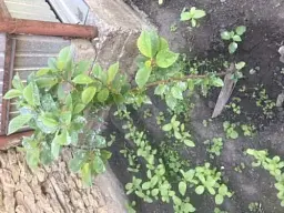 Саджанець Agro-Market Вишня Ксенія (літній сорт, середньостиглий термін дозрівання) 1 шт. в упаковці (25618) - мініатюра 2