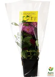 Саджанець Agro-Market Клематис Kaiser (38146) - мініатюра 4