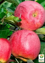 Саджанець Agro-Market Яблуня Росавка (зимовий сорт, пізній термін дозрівання) 1 шт. в упаковці (178449) - мініатюра 2