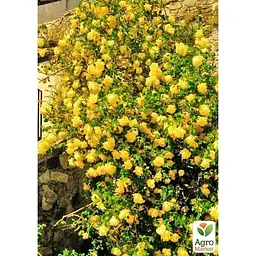Троянда плетиста Agro-Market Лаура Форд саджанець класу АА+ вищий сорт 1 шт. в упаковці (178141) - мініатюра 4