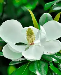 Магнолія Agro-Market Королівська Grandiflora 3-річна висота 40-50 см з Нідерландів 1 саджанець в упаковці - мініатюра 3