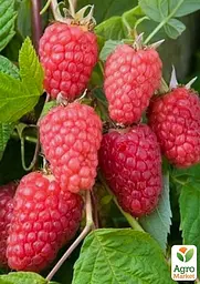 Саджанець Agro-Market Малина Марастар (ремонтантний великоплідний сорт) 1 шт. в пакуванні (181021) - мініатюра 2
