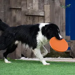 Силіконова літаюча тарілка-фризбі для собак Soft Silicone Dog Flying Disc, 1 шт. - мініатюра 3