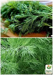 Насіння Agro-Market Кріп геркулес на вагу ціна за 20 г (22056) - мініатюра 3