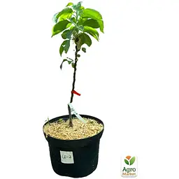 Саджанець Agro-Market Яблуня колоноподібна Президент укорінена в контейнері (саджанець 2 роки) (153135) - мініатюра 3
