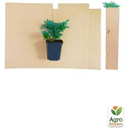 Саджанець Agro-Market Ялівець скельний Блю Ерроу (Blue Arrow) горщик P9 (25864) - мініатюра 3