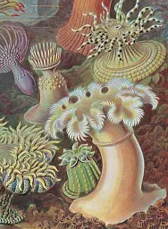The Art and Science of Ernst Haeckel - мініатюра 3