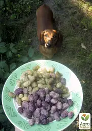 Саджанець Agro-Market Шовковиця великоплідна Стамбульська рожева (літній сорт, середній термін дозрівання) 1 шт. в упаковці (16185) - мініатюра 3