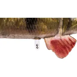 Силікон Savage Gear 4D Line Thru Perch SS 230 мм 145.0g #03 Albino - мініатюра 4