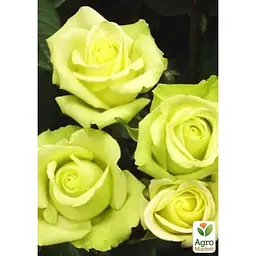 Троянда чайно-гібридна Agro-Market Super Green саджанець класу АА+ вищий сорт 1 шт. в упаковці (37201) - мініатюра 3