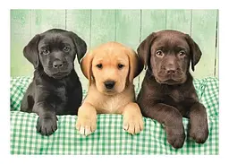 Пазл Clementoni High Quality Collection: Три лабрадори (High Quality Collection - Three Labradors Puzzle - 1000 pcs.), 1000 ел. (39946) - мініатюра 2