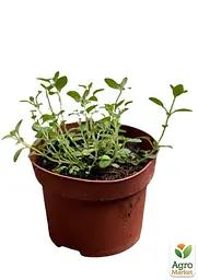 Саджанець Agro-Market Материнка звичайна (орегано) Компактум 1 шт. в упаковці (49836) - мініатюра 2