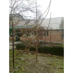 Саджанець Agro-Market Павловнія бузкова Адамове дерево (красивоквітучий сорт) (48201) - мініатюра 5