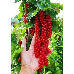 Саджанець Agro-Market Порічка (смородина) червона Ровада (Rovada) (середньо-пізній термін дозрівання, має великі, тверді і блискучі ягоди) 1 шт. в упаковці (23393) - мініатюра 3