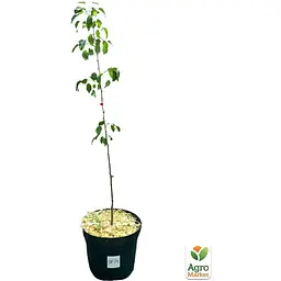 Саджанець Agro-Market Груша Санта Марія укорінена в контейнері (саджанець 2 роки) (99950) - мініатюра 2