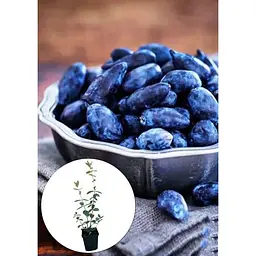 Саджанець Agro-Market Жимолость Богучарська (ранній термін дозрівання, висока транспортабельність) 1 шт. в упаковці (24605) - мініатюра 2