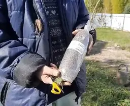 Саджанець Agro-Market Малинове дерево Атлант (один з найкращих сортів в світі!) 1 шт. в пакуванні (46065) - мініатюра 3