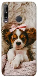 TPU чохол Demsky Sleepy spaniel для Huawei P40 Lite E / Y7p (2020)