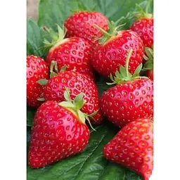 Саджанець Agro-Market Полуниця Хоней (Honey) 5шт (ранній термін дозрівання, стійкий до хвороб і шкідників) (23403) - мініатюра 5