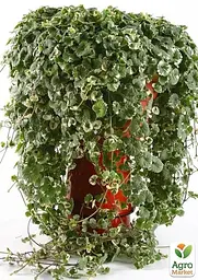 Саджанець Agro-Market Будра ампельна Variegata (52414) - мініатюра 2