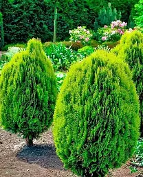 Саджанець Agro-Market Туя східна Aurea Nana (ком/сітка), висота 100-120 см (178491) 1 шт. в упаковці - мініатюра 2