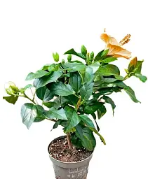 Гібіскус Agro-Market Boreas Orange кімнатний 1 саджанець в упаковці (180620) - мініатюра 2