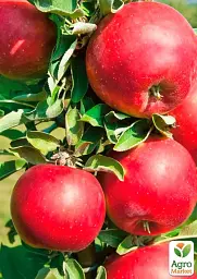 Саджанець Agro-Market Яблуня Вільямс прайд (літній сорт, ранній термін дозрівання) 1 шт. в упаковці (35428) - мініатюра 2