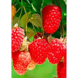 Саджанець Agro-Market Малина Зюгана (Sugana) (один з провідних ремонтантних сортів) 2 шт. в упаковці (17664) - мініатюра 2