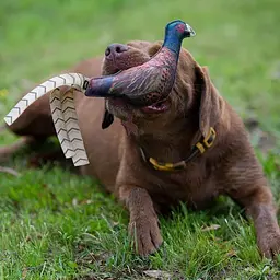 Іграшка-пищалка для собак Browning Pheasant (фазан) - мініатюра 4