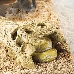 Крокодилячий череп Repti-Zoo Crocodile Skull M ERS34S 11x6x4 см - декоративне укриття для тераріуму та акваріуму - мініатюра 5
