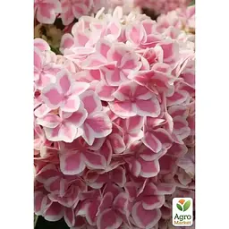 Саджанець Agro-Market Гортензія крупнолиста Forever and ever Peppermint (183475) 1 шт. в упаковці - мініатюра 2