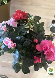 Саджанець Agro-Market Рододендрон Bicolor кімнатний 1 шт. в упаковці (50777) - мініатюра 3