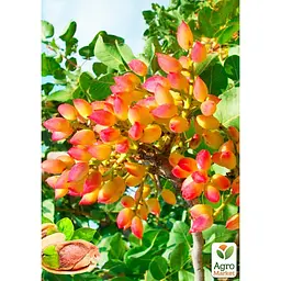 Саджанець Agro-Market Фісташка Альбіна (середній термін дозрівання) (25710) - мініатюра 2