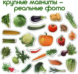 Набір магнітів Magdum "Овочі" ML4031-12 EN - мініатюра 8