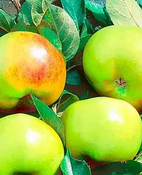 Саджанець Agro-Market Яблуня Ренет Симиренко (Симиренко) (зимовий сорт, пізній термін дозрівання) (17582) 1 шт. в упаковці - мініатюра 2