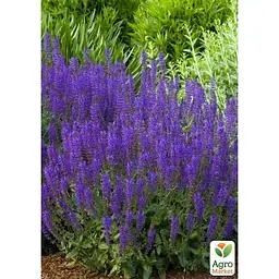 Саджанець Agro-Market Шавлія Дубравна Sensation Sky Blue (184348) 1 шт. - мініатюра 2