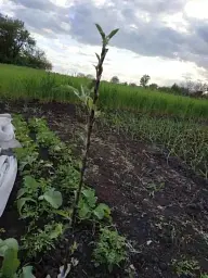 Саджанець Agro-Market Яблуня колоновидна Джина (осінній сорт) 1 шт. в упаковці (15788) - мініатюра 3
