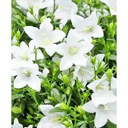 Цибулина Agro-Market Кампанула квітуча Isophylla Atlanta White (178711) 1 шт. - мініатюра 2