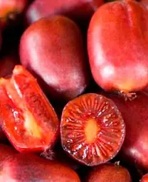 Саджанець Agro-Market Актинідія Скарлет Септембер (міні-ківі, морозостійкий сорт, ранній термін дозрівання) (43957) 1 шт. в упаковці - мініатюра 2