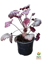 Саджанець Agro-Market Гейхера 3-х річна Heuchera Emperor's New Clothes Purple вазон С3 (93724) - мініатюра 2