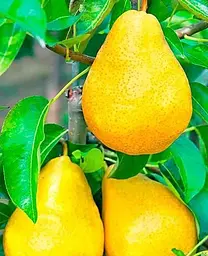 Саджанець Agro-Market Груша Абат Фетель (зимовий сорт, пізній термін дозрівання) (35451) 1 шт. в упаковці - мініатюра 2
