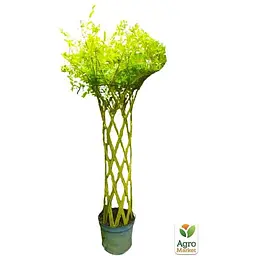 Саджанець Agro-Market Верба плетена Лучникова (висота 0,8-1,2м) вазон S2 (64528) - мініатюра 2