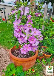 Саджанець Agro-Market Клематис Comtesse de Bouchaud (23994) - мініатюра 2