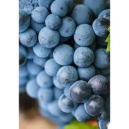 Саджанець Agro-Market Виноград кишмиш Європейська гордість (преміальний безсемянний сорт) 1 шт. в упаковці (44775) - мініатюра 4