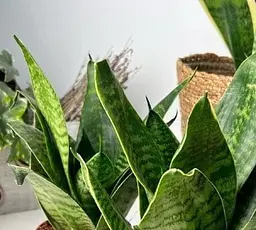 Саджанець Agro-Market Сансевієрія Green Hahnii висота рослини 15-25 см (181123) 1 шт. в упаковці (кімнатний) - мініатюра 2