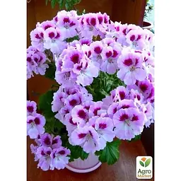 Саджанець Agro-Market Пеларгонія Королівська Aristo Orchid (контейнер № 10 висота 10-20 см) (49115) 1 шт. в упаковці - мініатюра 2