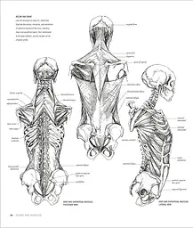 Anatomy for the Artist - мініатюра 4