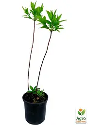 Саджанець Agro-Market Азалія 2-х річна Mandarin Lights С2 висота 25-50см (152174) - мініатюра 3